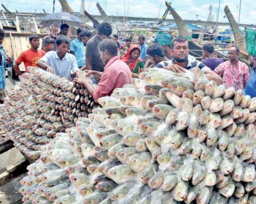 জাল ভরে উঠছে ইলিশ: উৎসবের আমেজে জেলেরা দামও ক্রেতাদের নাগালে