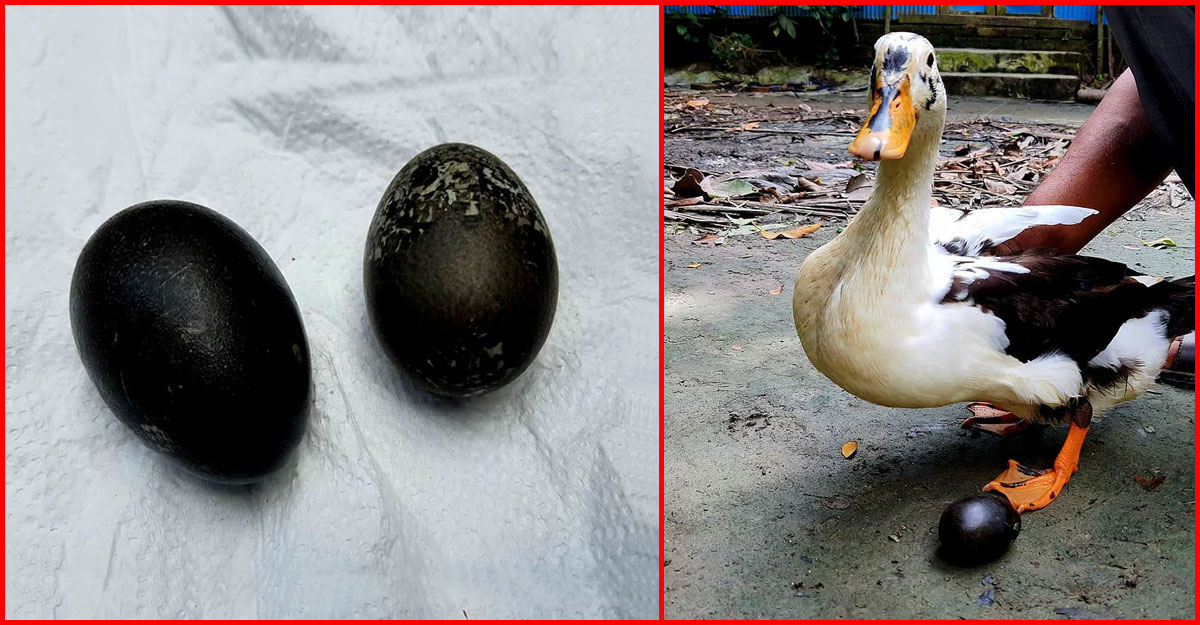 চরফ্যাশনে পাতিহাঁসের কালো ডিম, ৩ দিনেও জট খোলেনি রহস্যের!