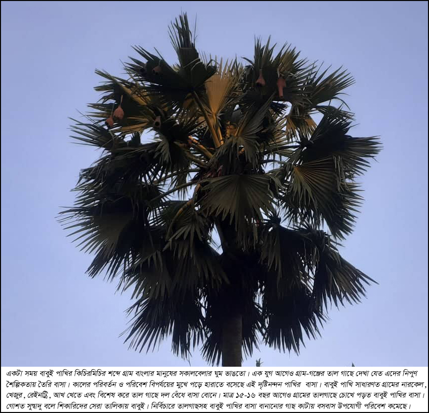 বিলুপ্তির পথে বাবুই পাখি