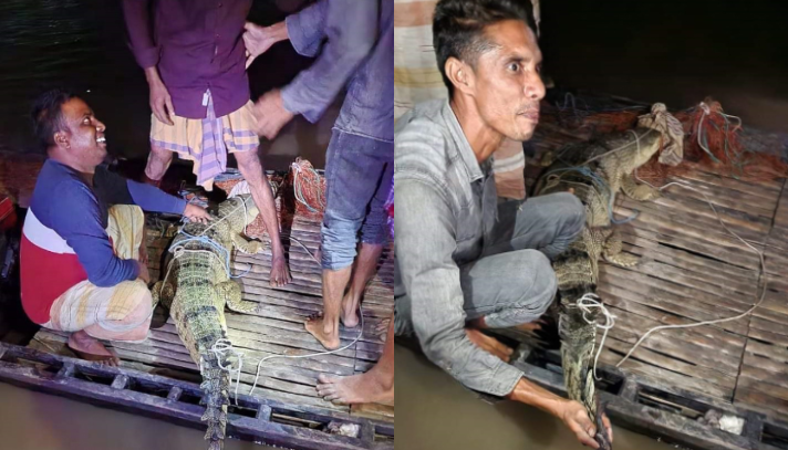 জেলের জালে ধরা পড়লো ঘড়িয়াল