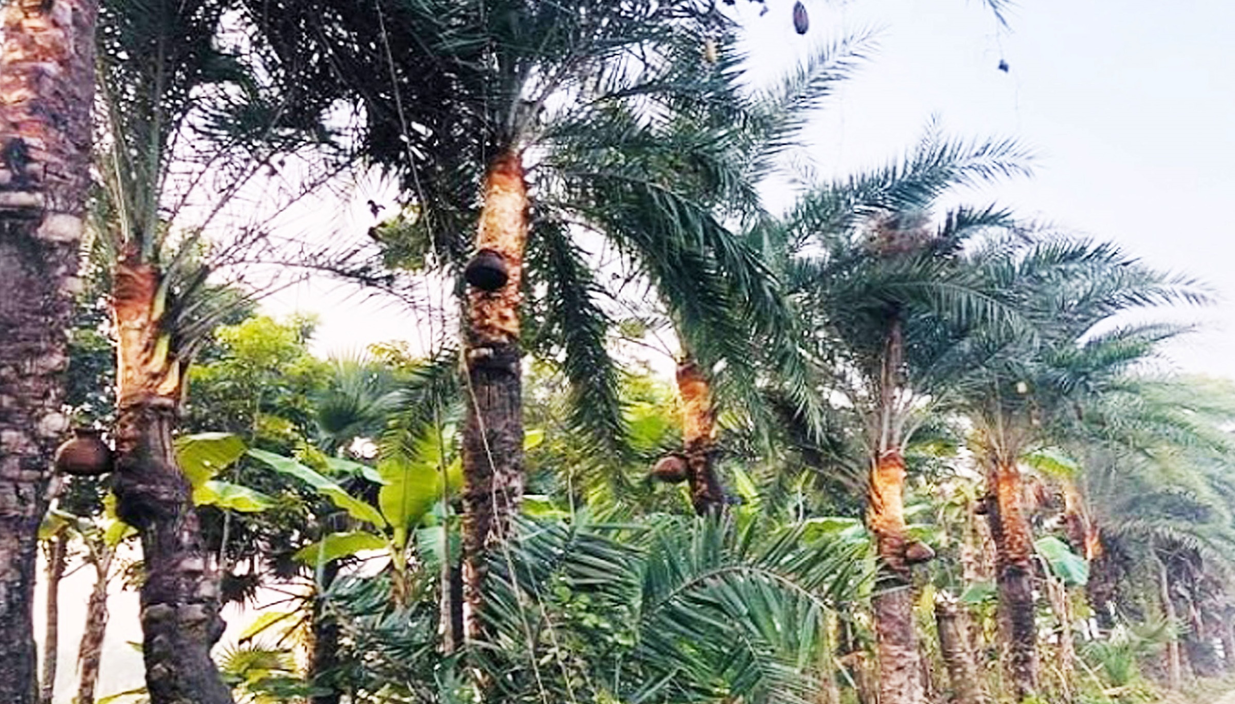 ব্রাজিলে ভয়াবহ বন্যা ও ভূমিধসে নিখোঁজ অর্ধশতাধিক