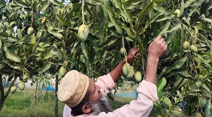 পটুয়াখালীতে বাড়ছে আম চাষ