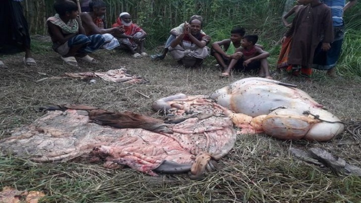 চরফ্যাশনে অভিনব চোর, গরু জবাই করে মাংস চুরি!