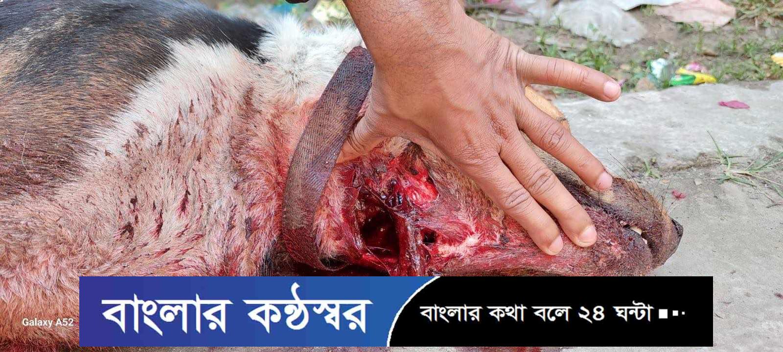 বরিশালে কুকুর জবাই নিয়ে তুলকালাম কাণ্ড, জড়িতদের শাস্তি দাবি