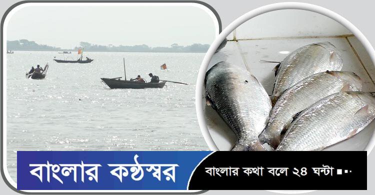 সুন্দরবনের উপকূলীয় পানগুছি নদীতে ইলিশের দেখা মিলছে না হাজারো জেলে চরম সংকটে