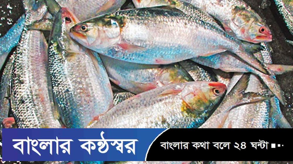 বাংলাদেশের ইলিশ রপ্তানিতে কলকাতার উৎসবে উজ্জ্বলতা ফিরে এসেছে