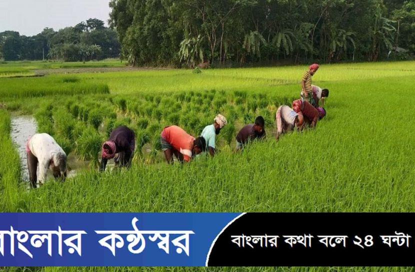 বাগেরহাটে আমন চাষে ব্যস্ত কৃষক