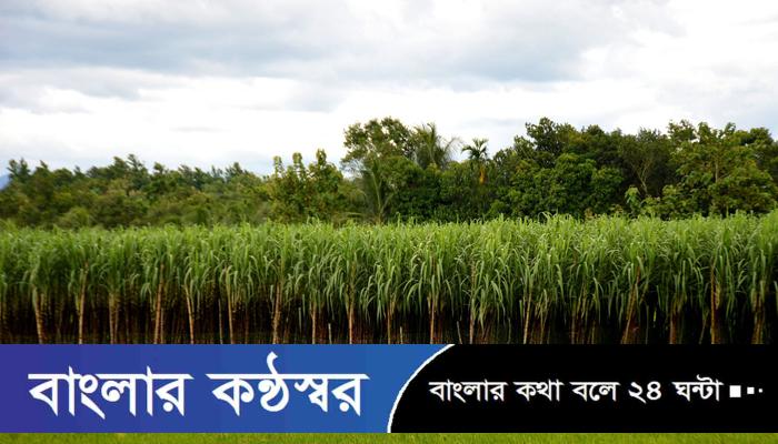 বাগেরহাটের নয় উপজেলায় আখের বাম্পার ফলন, চাষিরমুখে হাসির ঝিলিক