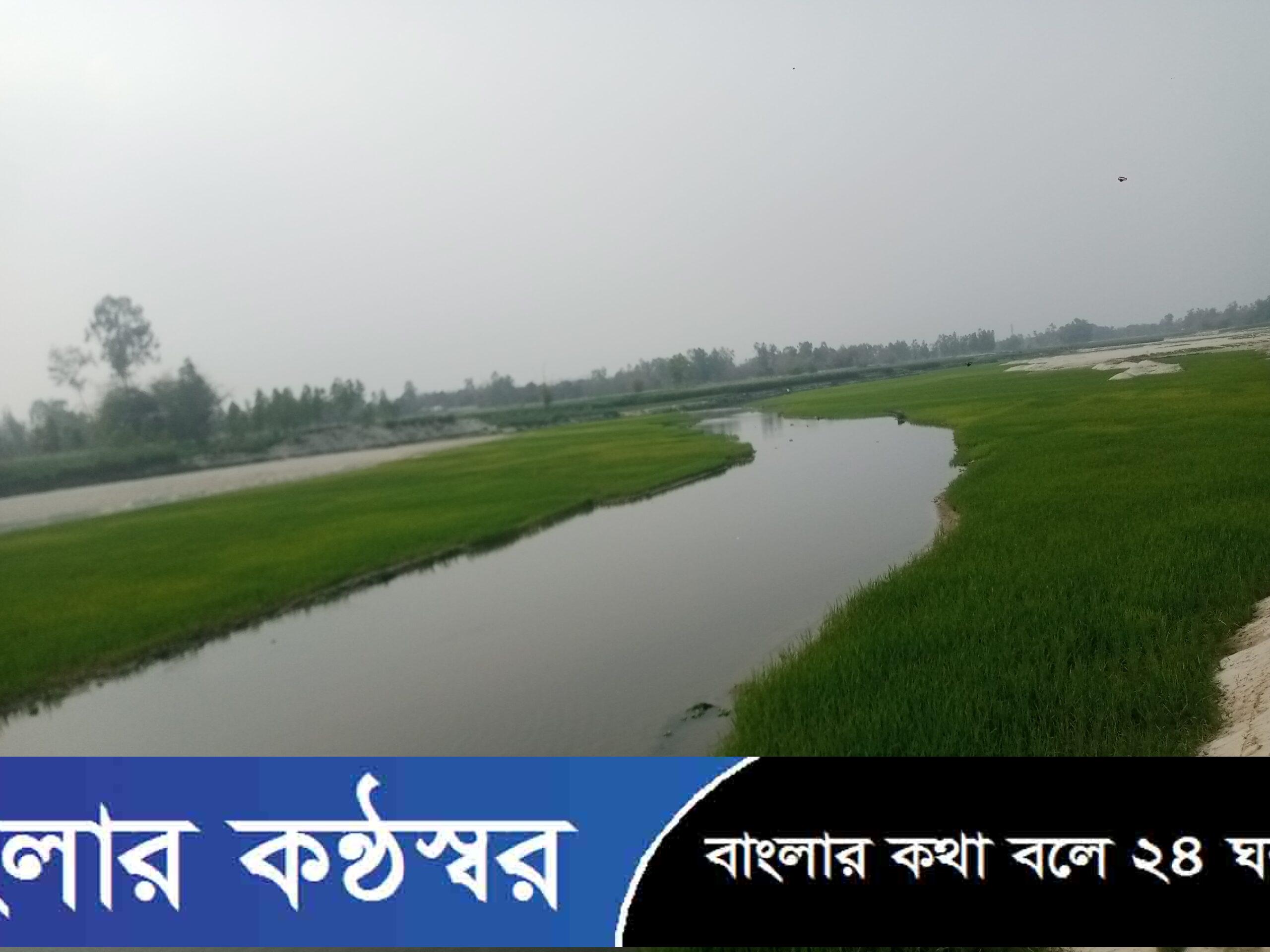 বুড়ি তিস্তা নদীর চরে সবুজের মাঠ যা দেখলে মন ভরে যায় বোরো ধান