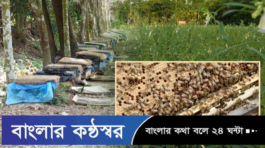 পিরোজপুরে তিলখেতে মধু চাষ, প্রথমবারেই সাফল্য