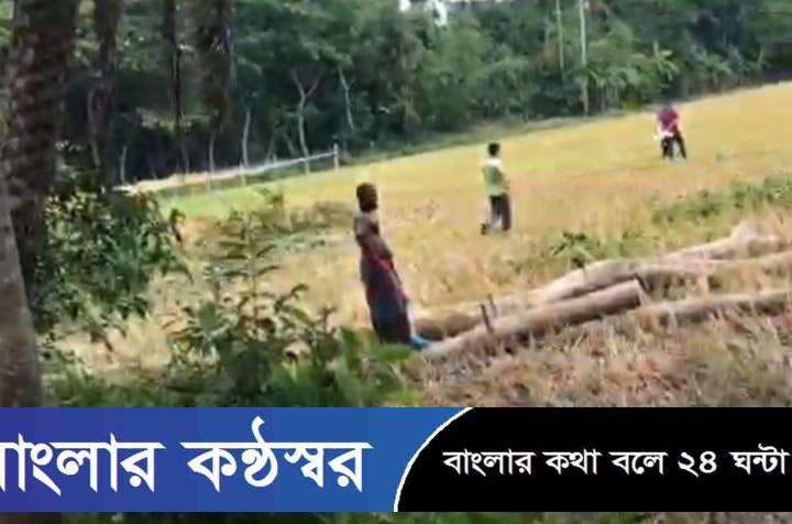 উজিরপুরে বিএনপি নেতার নেতৃত্বে আদালতের নির্দেশ অমান্য করে প্রতিপক্ষের গাছ কর্তন