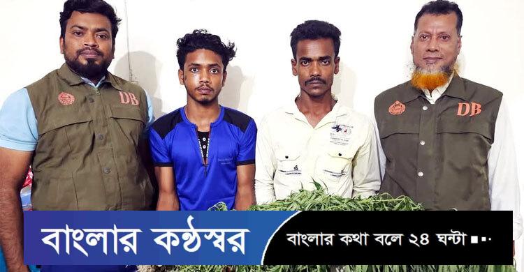 ঝালকাঠিতে ভুট্টাক্ষেতে গাঁজা চাষ, দুই যুবক আটক