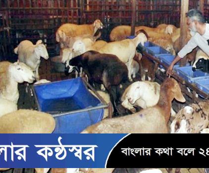 দুম্বার খামারে বাদলের ভাগ্যবদল