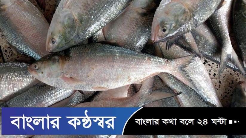 এক ট্রলারে ৬৫ মণ মাছ, বিক্রি ৩৯ লাখ ৬০ হাজার টাকা