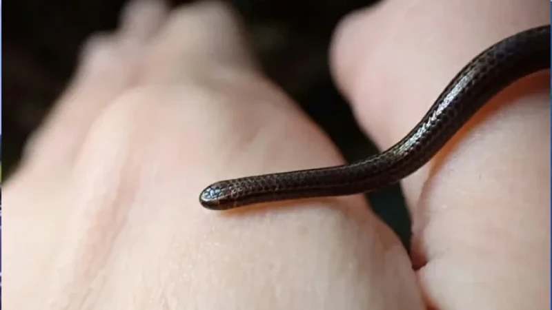 ২০ বছর পর দেখা মিলল বিশ্বের সবচেয়ে ছোট সাপের
