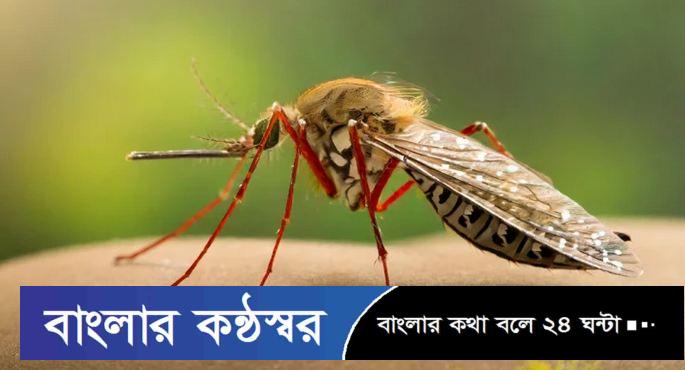 ডেঙ্গুতে আরও ৩ জনের মৃত্যু