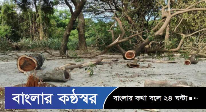 কুয়াকাটা চরগঙ্গামতি দিনে-রাতে সংরক্ষিত বনাঞ্চলের গাছ কেটে উজাড়