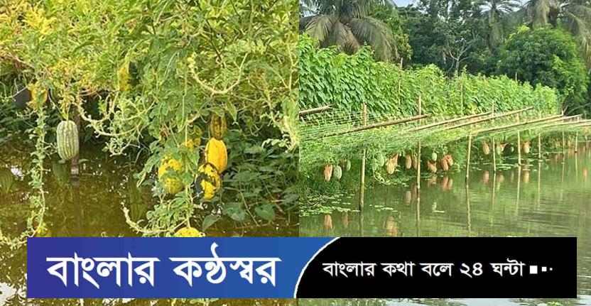 বাগেরহাটে মাছের ঘেরে ঝুলছে হলুদ সবুজ ও কালো রঙের তরমুজ! কৃষিতে নতুন সম্ভাবনার দ্বার উন্মোচন