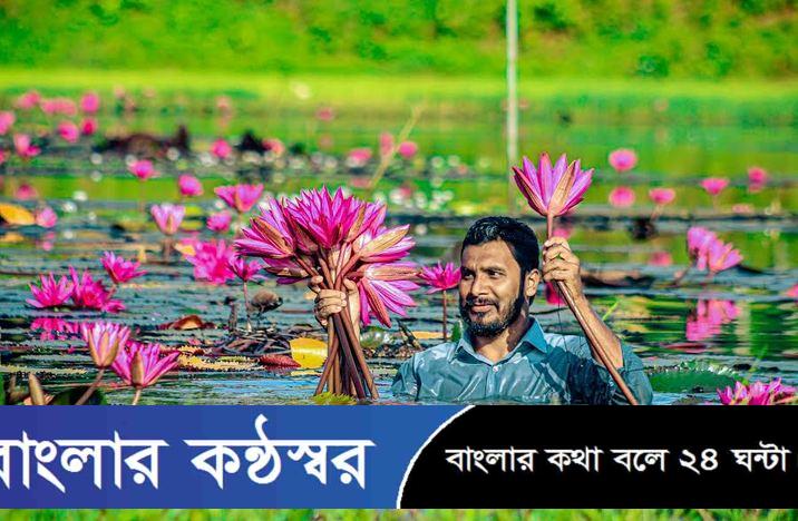 সুন্দরবনের উপকূলের বাগেরহাটে শাপলা বিক্রি করেই চলছে দিনমজুর হানিফের সংসার, সরকারী সহায়তা বঞ্চিত!