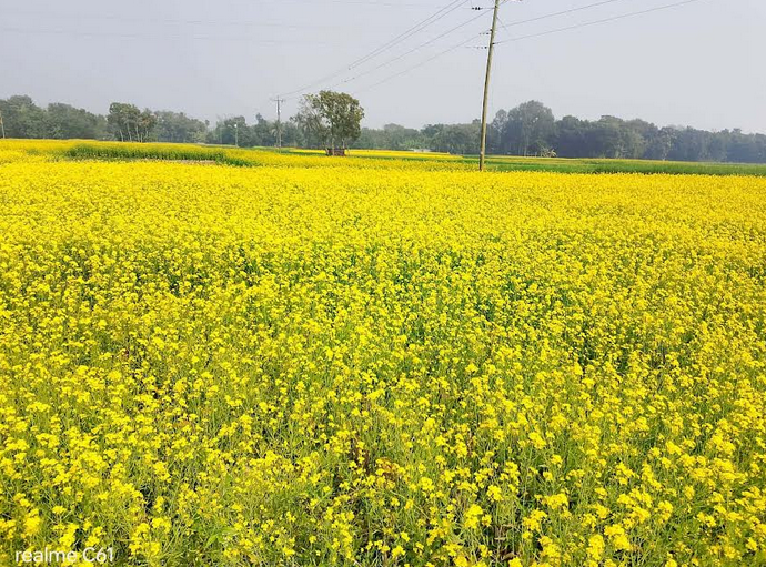 কৃষকের চোখে হলুদ সরিষায় রঙিন স্বপ্ন