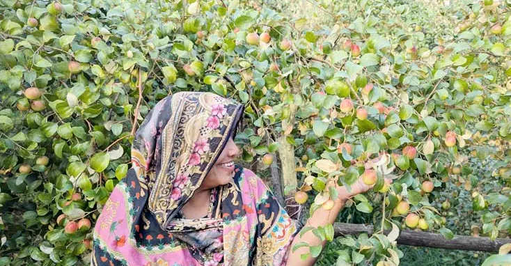 বরই কিনতে গিয়ে নিজেই উদ্যোক্তা