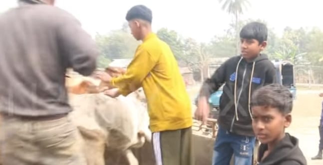 নড়াইলে চুরি হওয়া গরু উদ্ধার