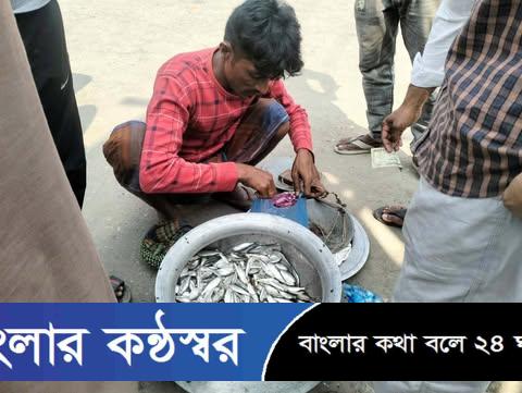 গৌরনদীতে অবাধে চলছে জাটকা নিধন, প্রশাসনের হস্তক্ষেপ কামনা স্থানীয়দের