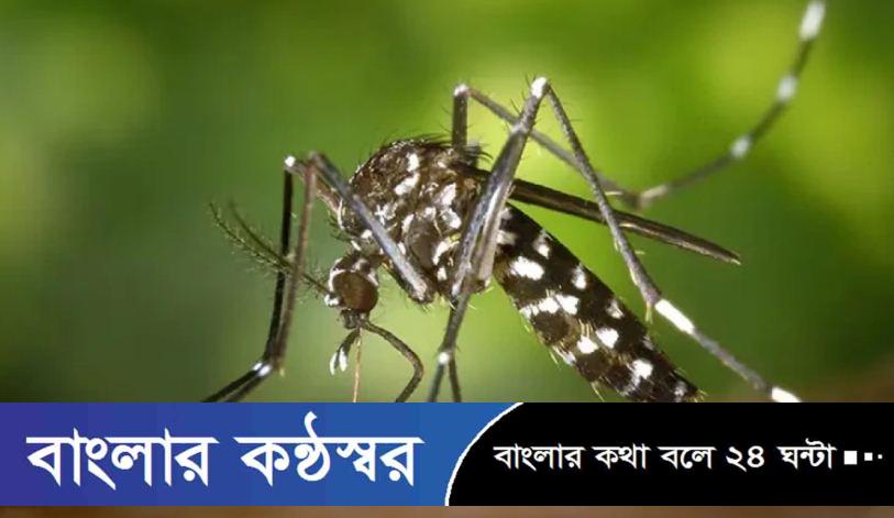 মশা মারতে পুরস্কার ঘোষণা