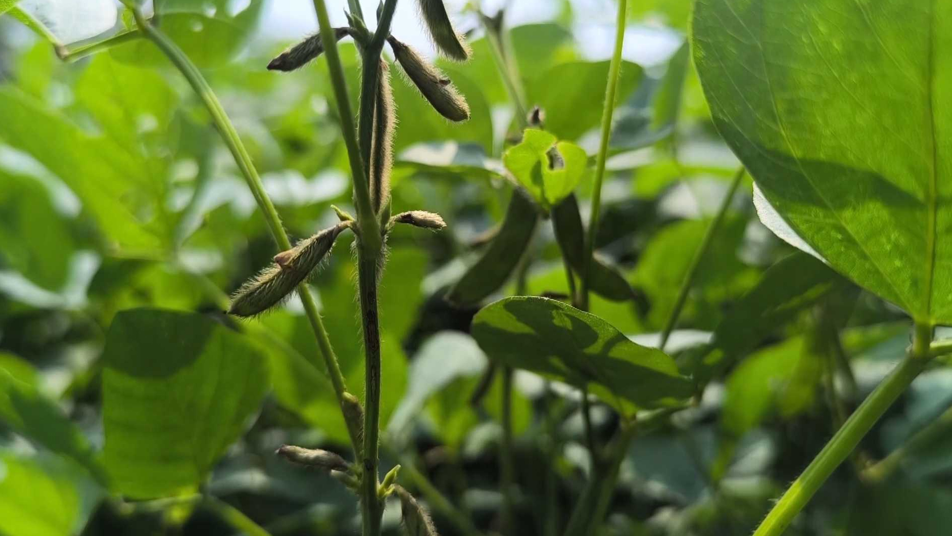 সয়াবিন চাষে ঝুঁকছেন বরিশালের কৃষকরা!