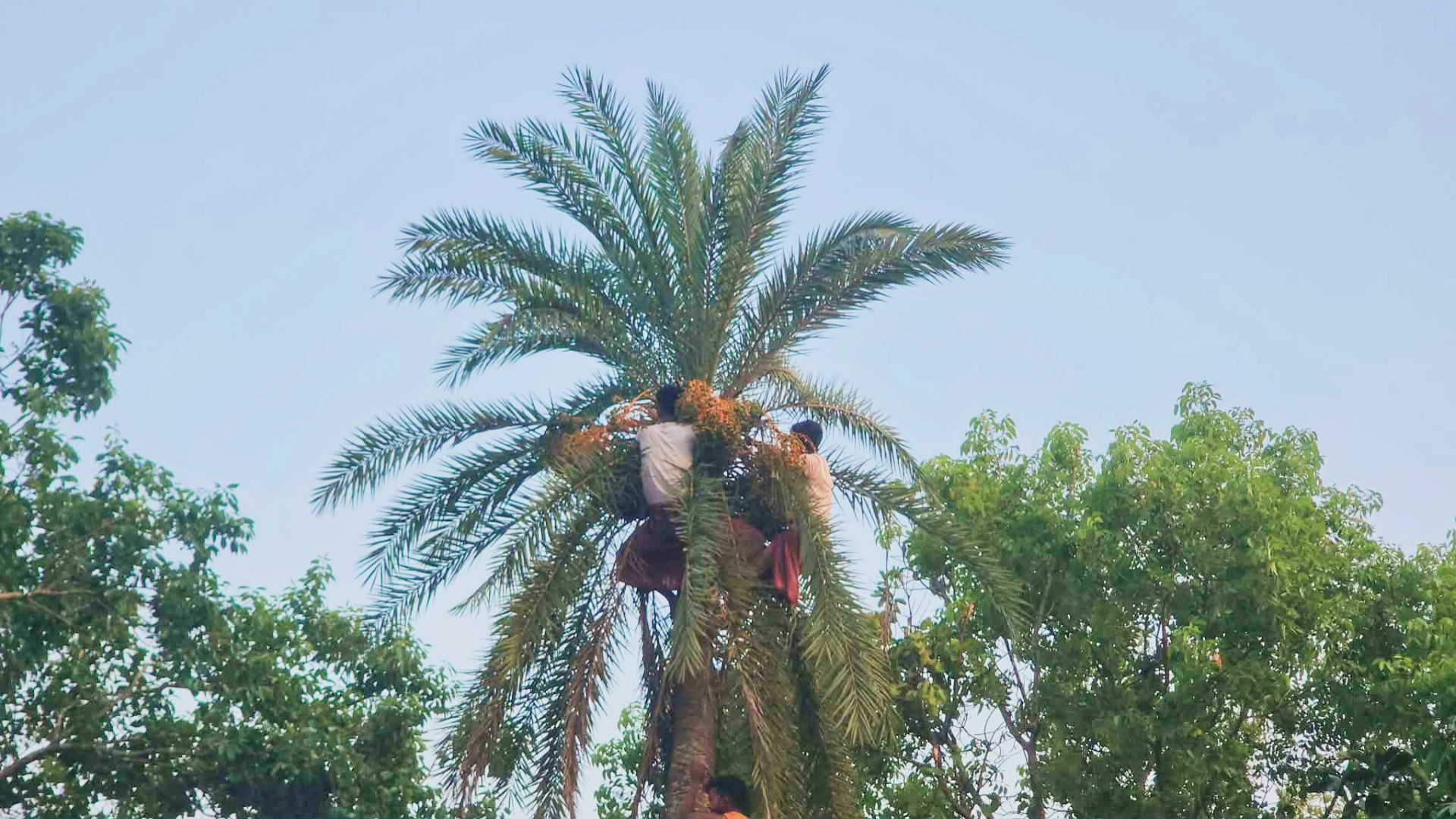 মহাদেব শিবকে তুষ্ট করতে খেজুর সন্ন্যাসী পূজা
