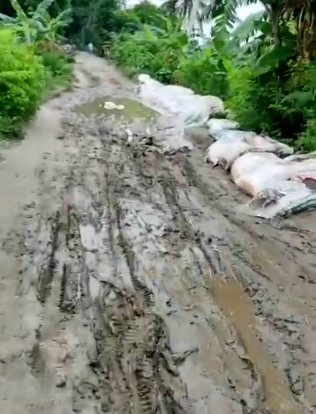 উজিরপুরের সাতলায় কাঁচা সড়কে জনদুর্ভোগ চরমে
