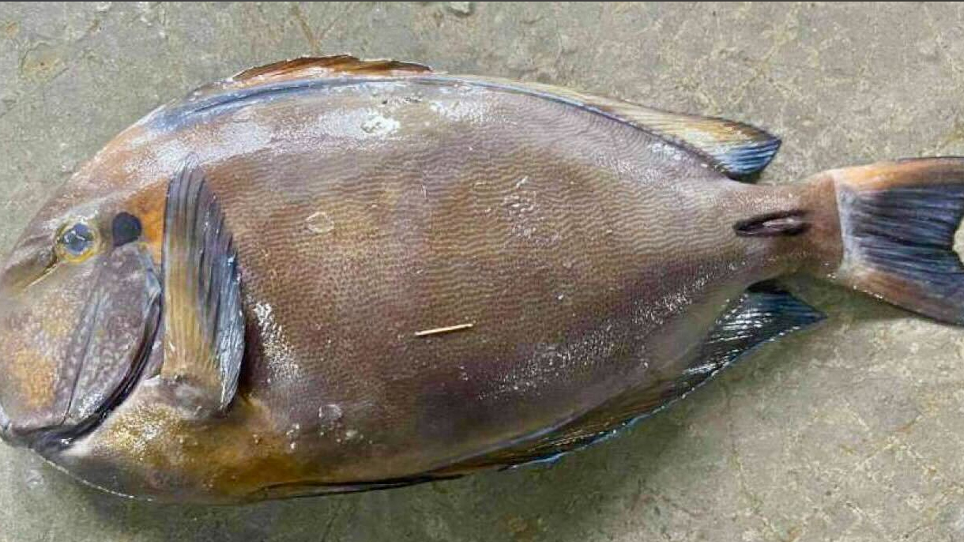 কুয়াকাটায় জেলেদের জালে মিলল বিরল ব্রাউন সার্জনফিশ