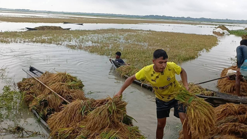 কৃষকের স্বপ্ন তলিয়ে গেছে পানির নিচে