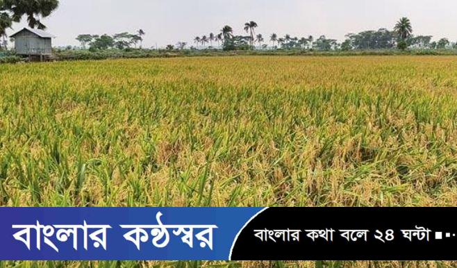 বাম্পার ফলনে উচ্ছ্বসিত কৃষক, কৃষিতে নতুন সম্ভাবনার দিগন্ত