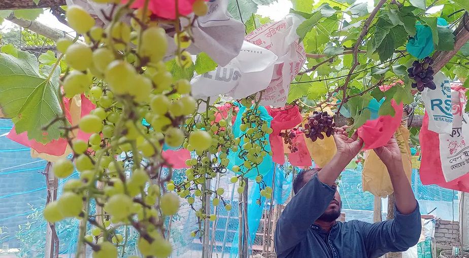 বাড়ির ছাদে ২১ জাতের বিদেশি আঙুর চাষ