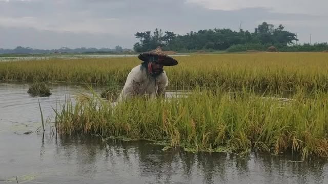 থইথই পানি ডুবছে কৃষকের সোনালী স্বপ্ন