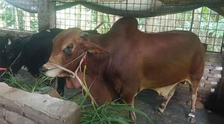 বরিশালে কোরবানির পশুতে স্বস্তি