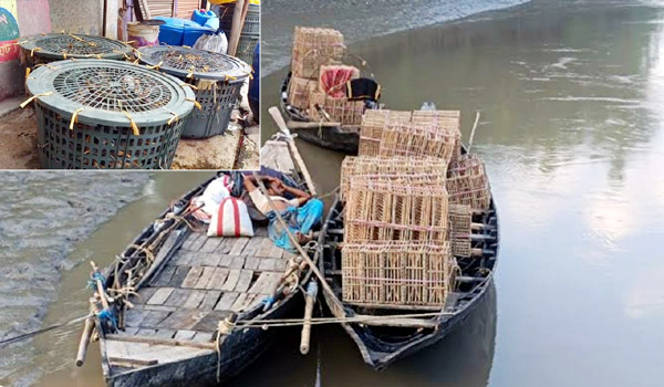 সুন্দরবনের অভয়ারণ্যে অবৈধ কাঁকড়া শিকার