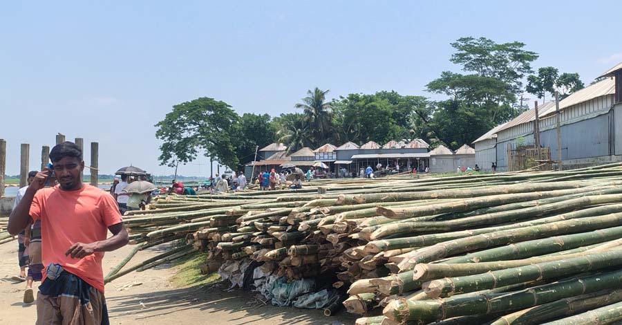 বেড়েছে বাঁশ চাষ কমেছে বিক্রি