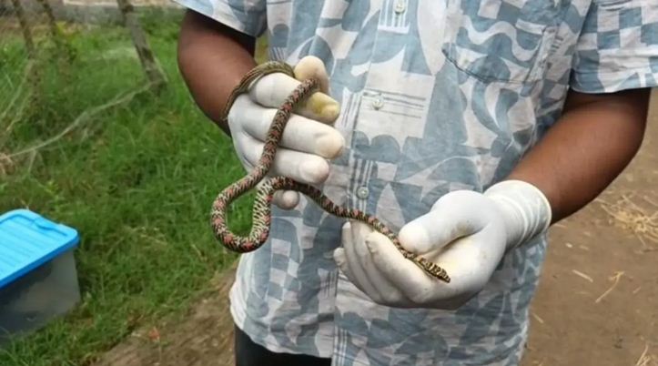 কলাপাড়ায় কালনাগিনী সাপ উদ্ধার 