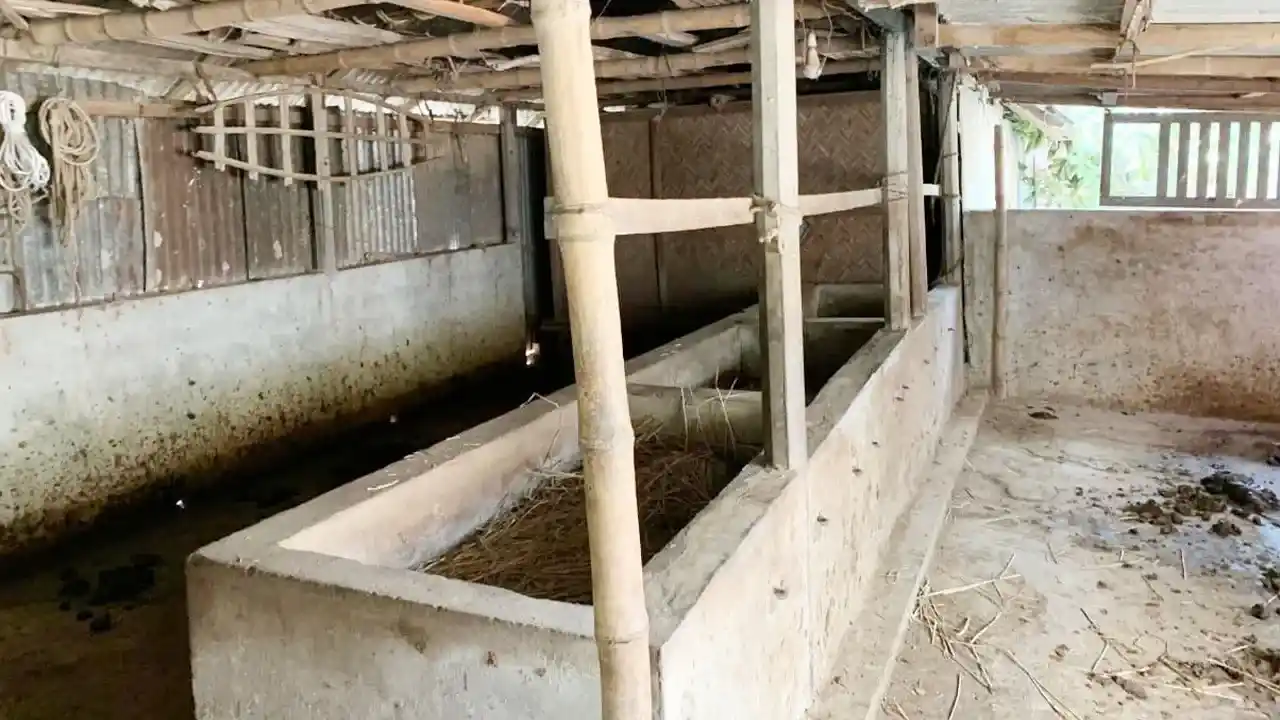 এক রাতে দুই কৃষকের ১৪ গরু চুরি
