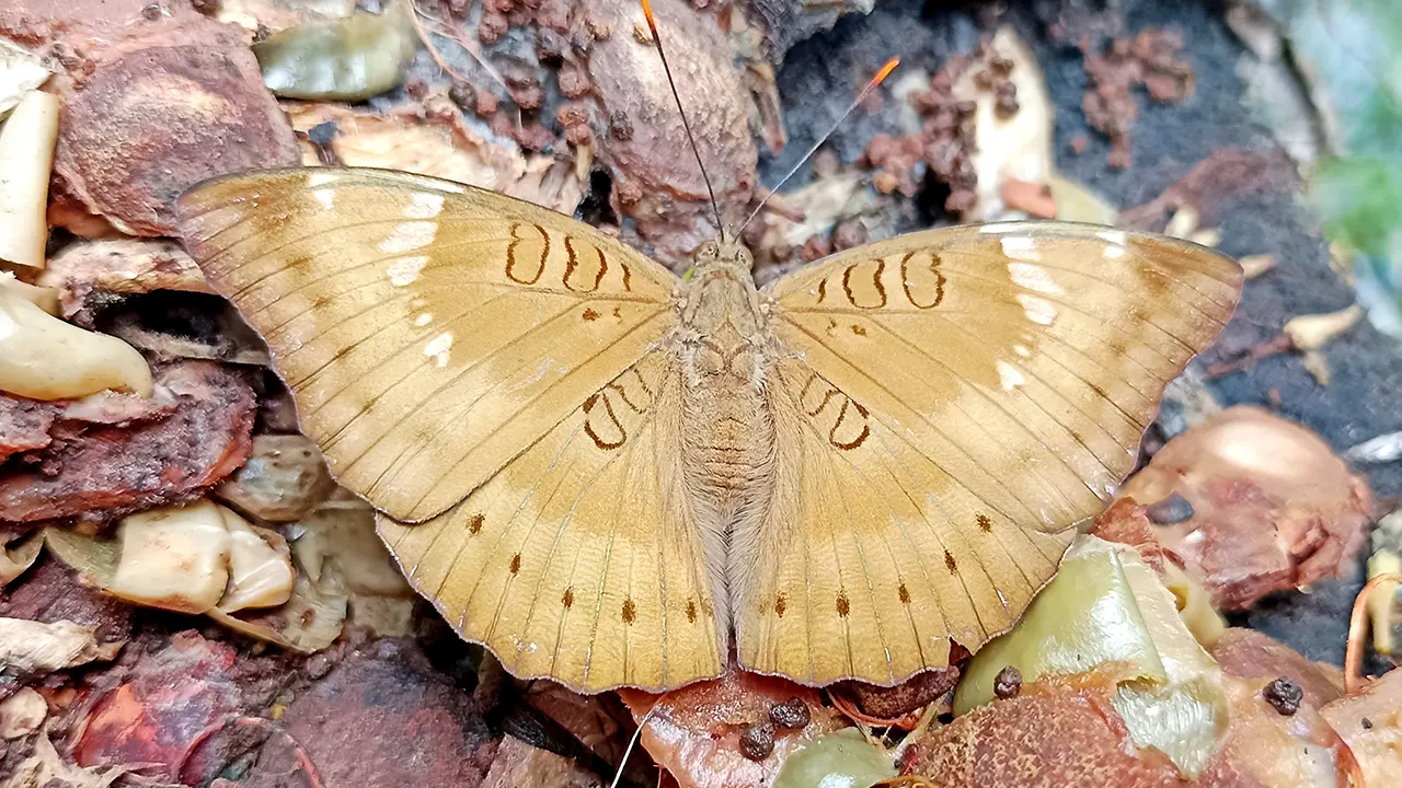 নকশাখচিত অনিন্দ্যসুন্দর প্রজাপতি ভুশন্ডা