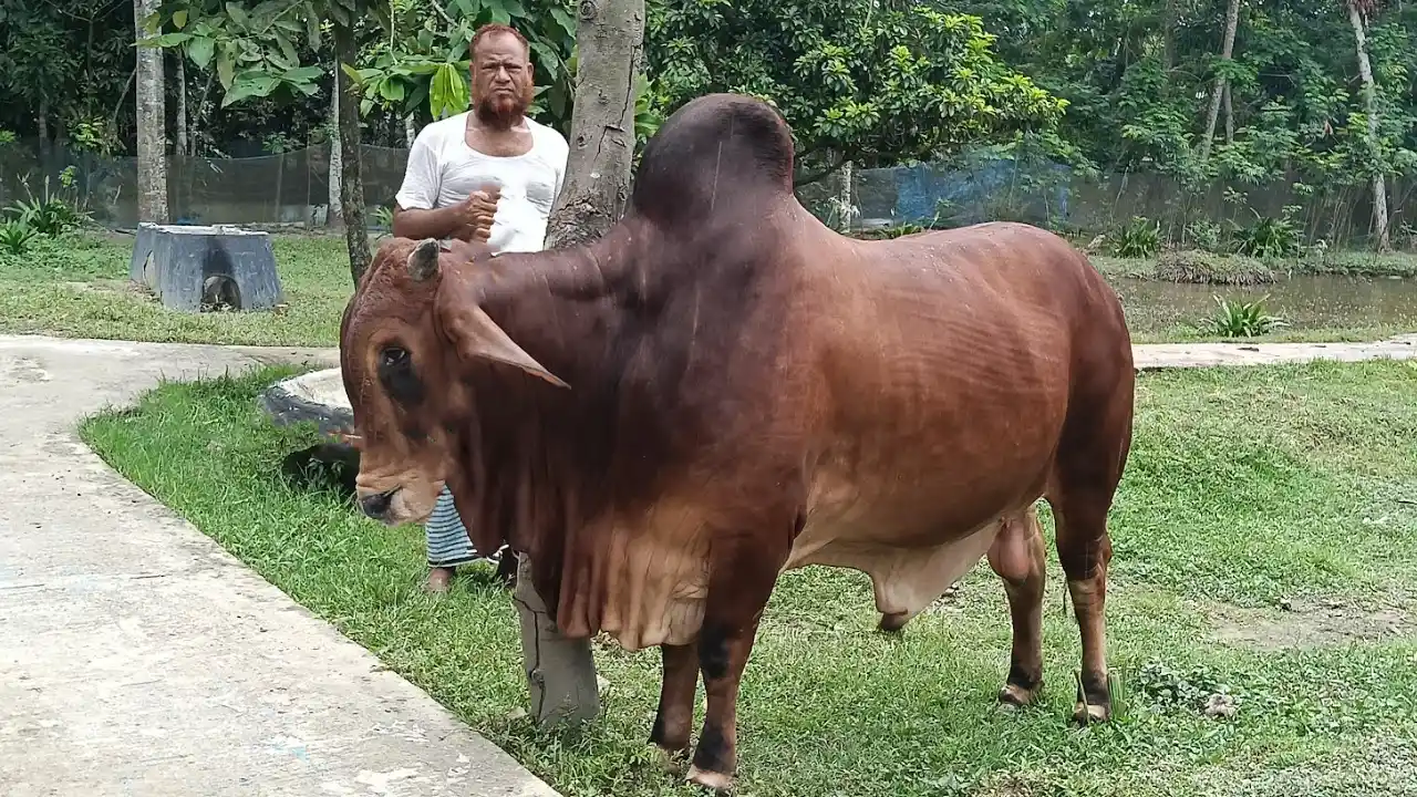 মাঠ কাঁপিয়ে এবার হাট কাঁপাবে ‘রাজাবাহাদুর’