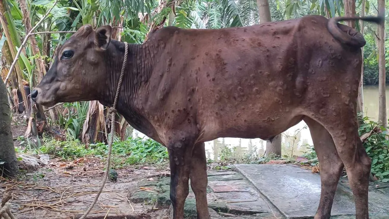 ‘লাম্পি স্কিন’ আতঙ্কে খামারিরা