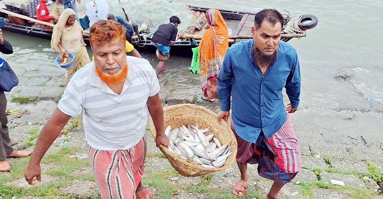 বরিশালে ভরা মৌসুমেও ইলিশের খরা: দাম আকাশচুম্বী