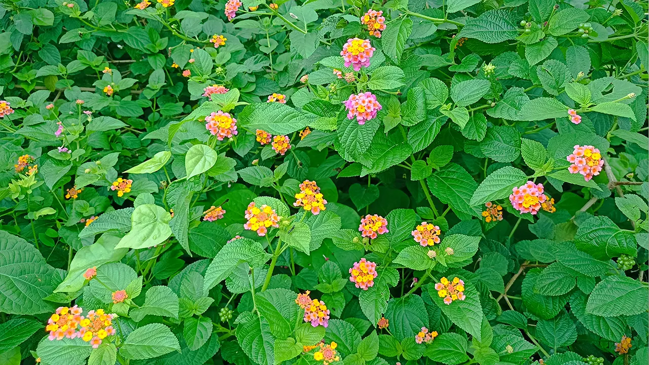 এক একটি ফুল যেন একেকটি রঙের গল্প