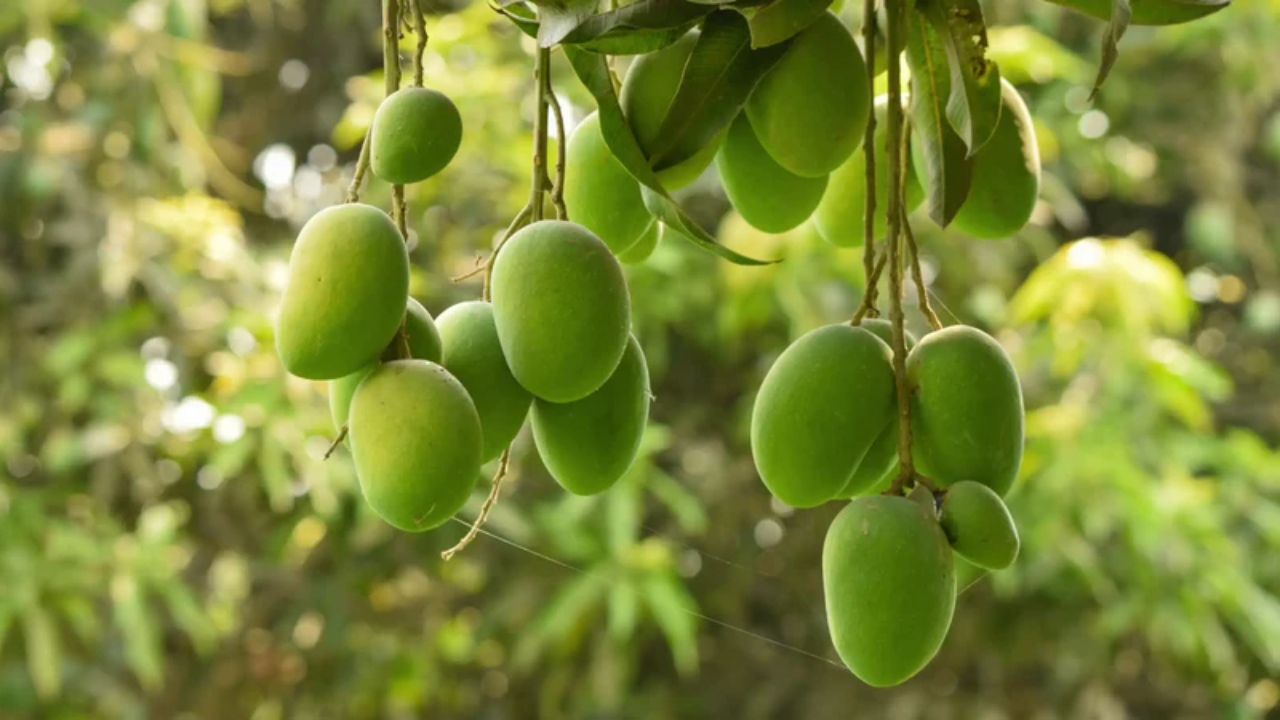 আম খেয়ে প্রাণ গেল এক নারীর