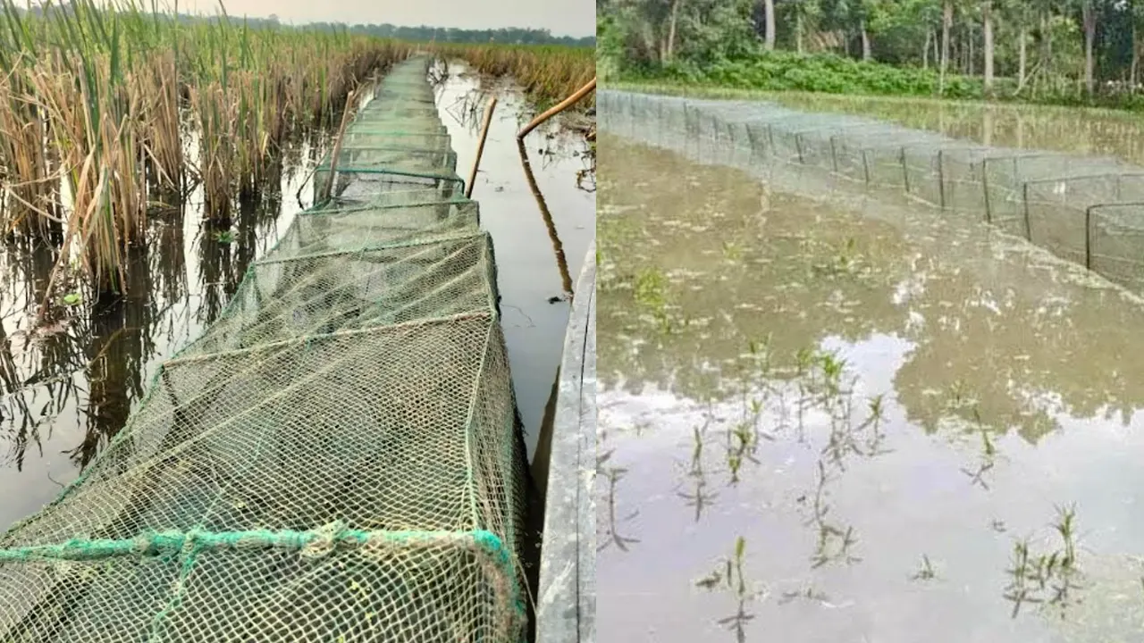 চায়না দুয়ারি জালে মাছ নিধন