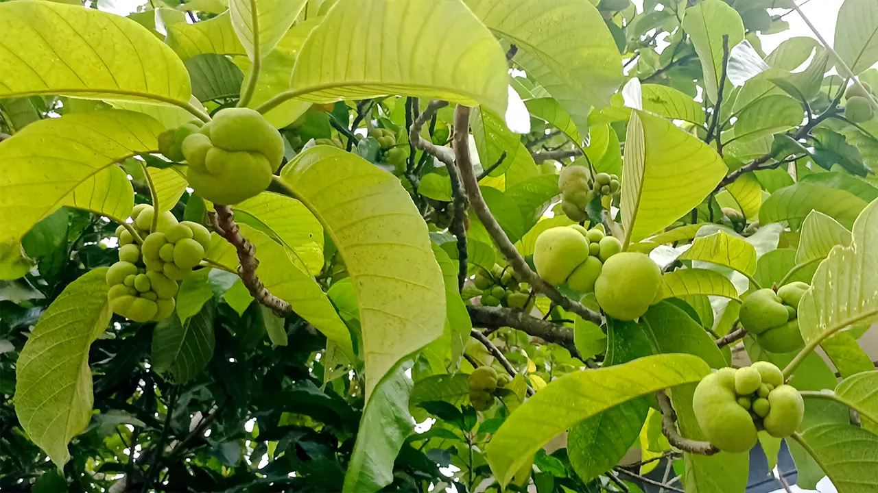 পুষ্টিগুণে ভরপুর দেশি ফল ডেউয়া