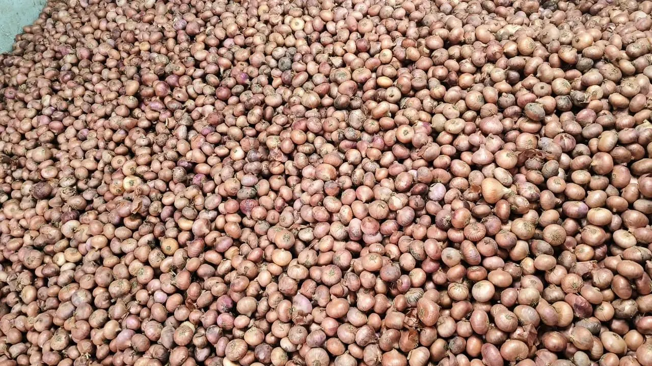 পেঁয়াজের বাজারে ধস